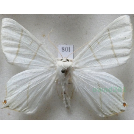 Ourapteryx sambucaria (Linnaeus, 1758) male Bodzieniec bzowiak Czech80l